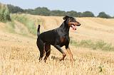 DOBERMANN 965